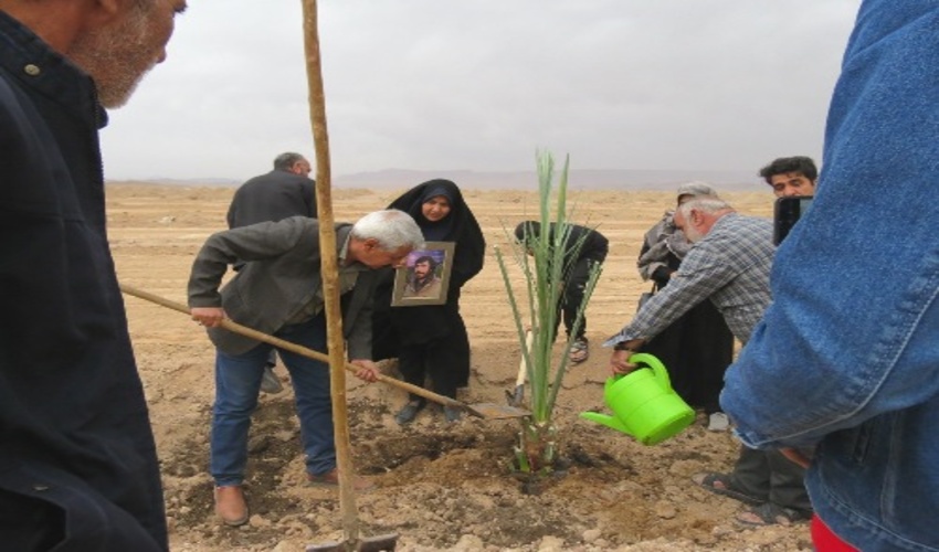 غرس 53 نخل خرما يه ياد شهداي شهرستان بافق در نخلستان هوشمند شهرداري بافق