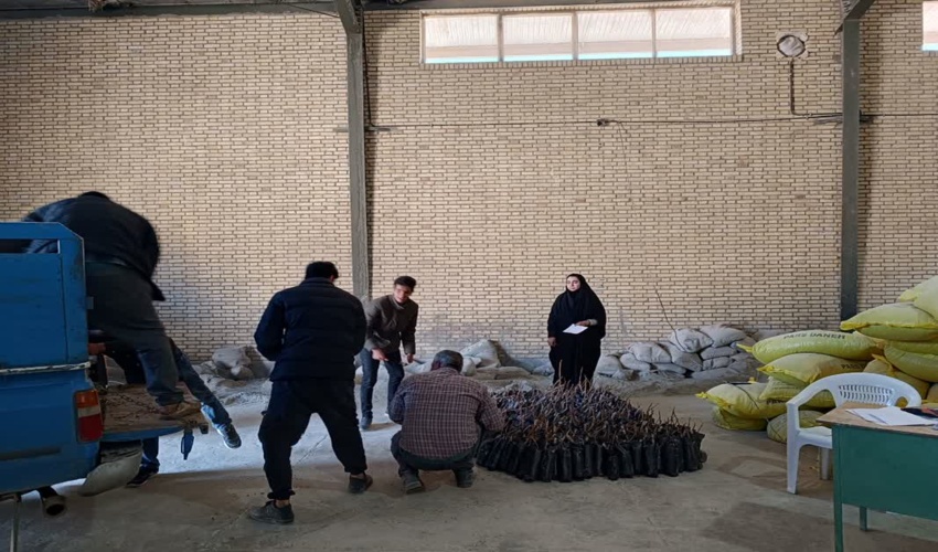 توزیع ۲۰۰۰ اصله نهال انجیر سبز استهبان در قالب طرح ترسیب کربن  در روستاهای هدف 