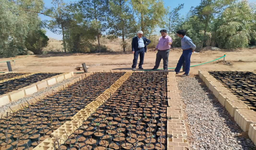 بازدید آقای مهندس زارع ارنانی کارشناس ستادی اداره جنگل اداره کل منابع طبیعی وآبخیزداری استان یزد از نهالستان شهرستان اشکذر