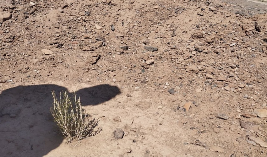 طراوت و شادابی نهال های کاشته شده در طرح یک میلیارد اصله نهال شهرستان بهاباد