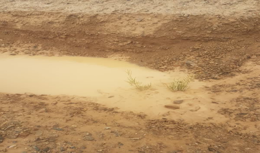 عملکرد مناسب هلالی های آبگیر در بارندگی های اخیر در محل کشت 1000هکتاری شهرستان اشکذر 