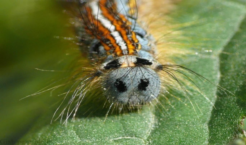 برخی از مراتع شهرستان مهریز درگیر آفت شدند