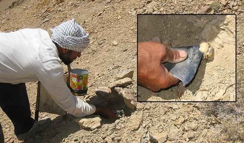 ممنوعیت برداشت گیاهان دارویی و صنعتی در شهرستان خاتم