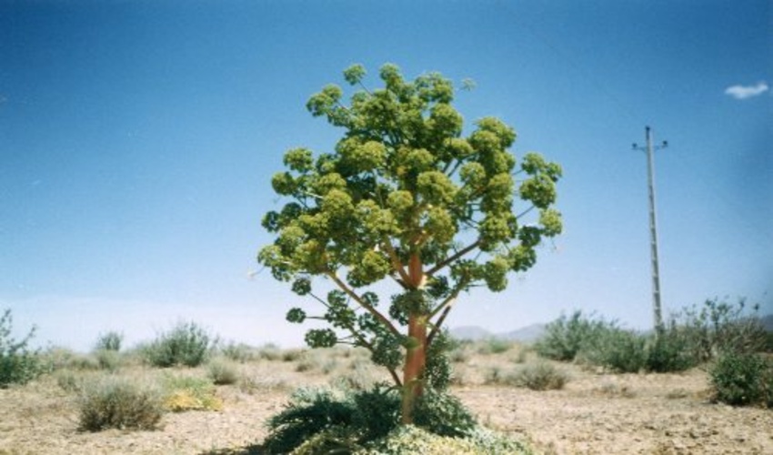 ممنوع بودن بهره برداري از گياهان دارويي و صنعتي در سطح جنگلها و مراتع شهرستان بافق در سالجاري