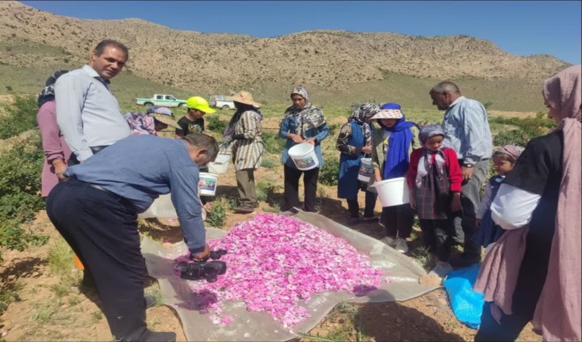 برداشت گل محمدی از مزارع روستاهای محدوده طرح ترسیب کربن در شهرستان های خاتم و مروست