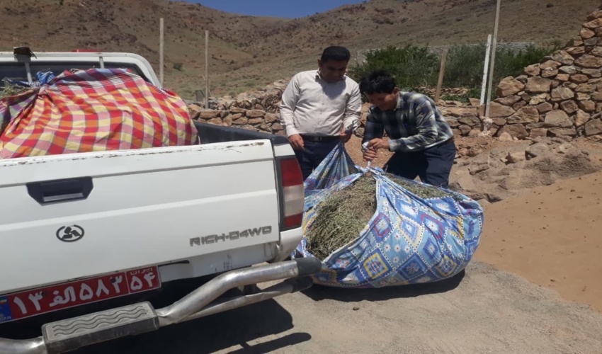 کشف و ضبط آویشن در شهرستان اشکذر 