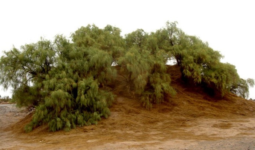زیبایی های ایران تمامی ندارد؛ / نبکاها در کویر لوت شگفتی می آفرینند!