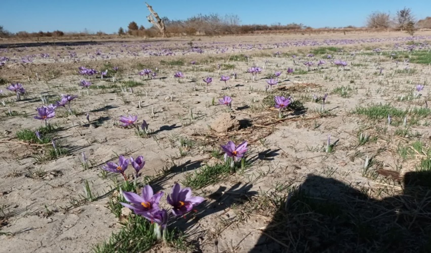 برداشت زعفران از مزارع روستاهای هدف طرح ترسیب کربن در شهرستان های خاتم و مروست