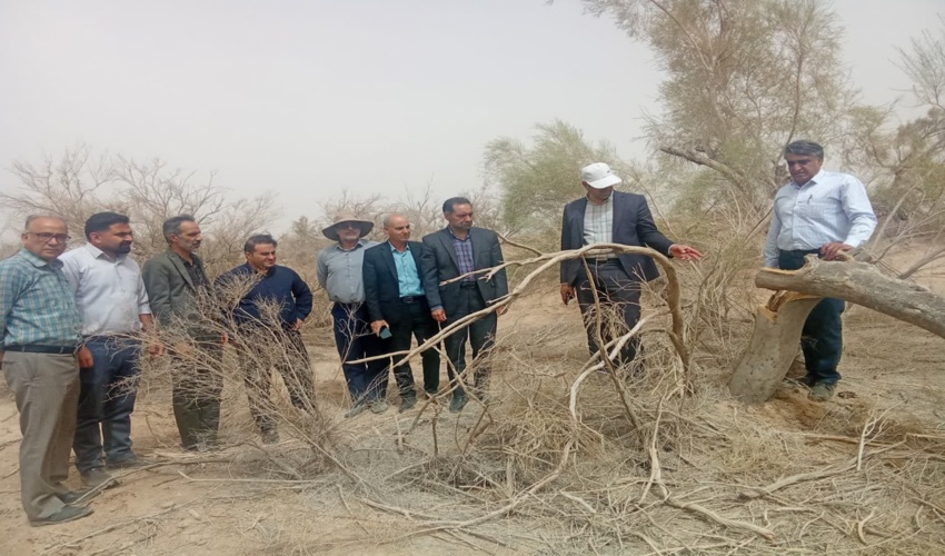 بازدید تیم تخصصی اداره کل منابع طبیعی از جنگل‌های دست‌کاشت شهرستان اشکذر