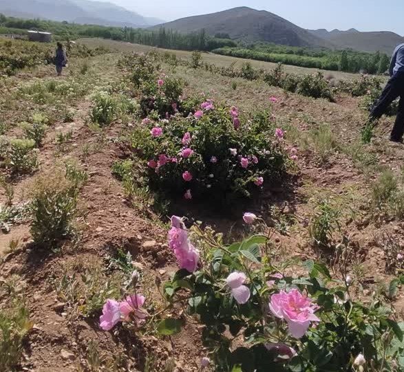 برداشت گل محمدی از مزارع روستاهای محدوده طرح ترسیب کربن در شهرستان های خاتم و مروست