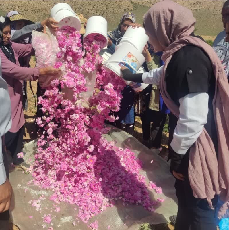 برداشت گل محمدی از مزارع روستاهای محدوده طرح ترسیب کربن در شهرستان های خاتم و مروست