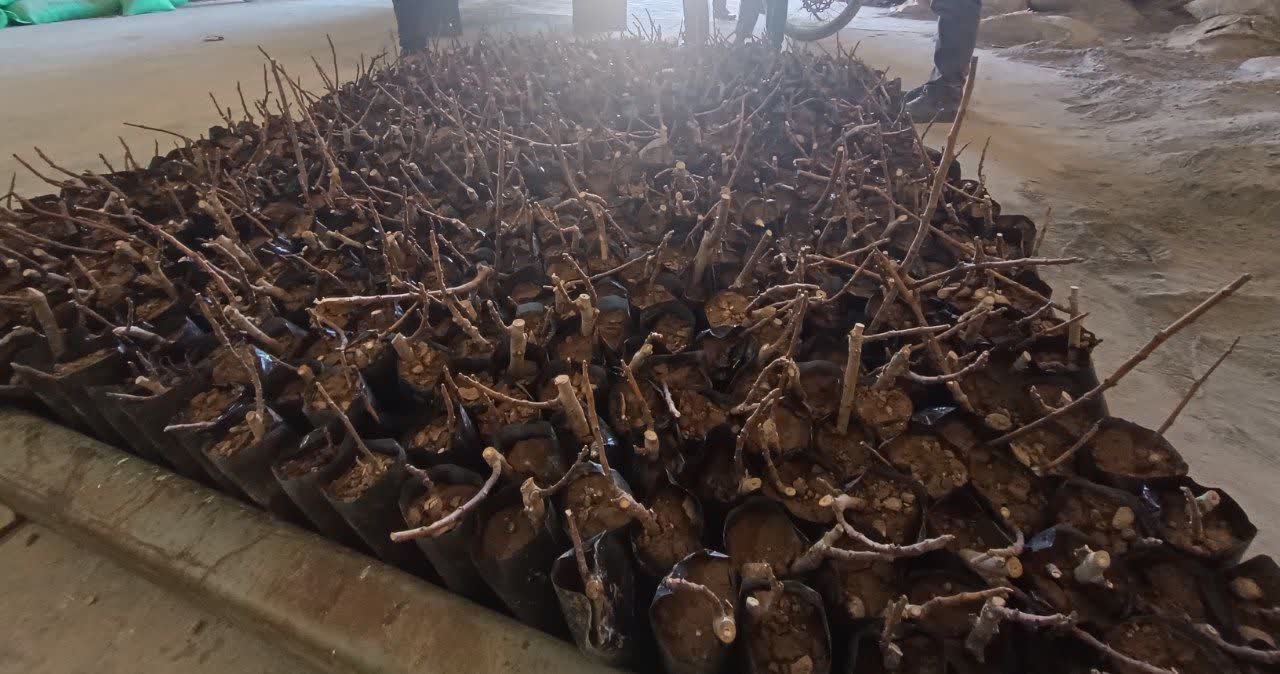 توزیع ۲۰۰۰ اصله نهال انجیر سبز استهبان در قالب طرح ترسیب کربن در روستاهای هدف