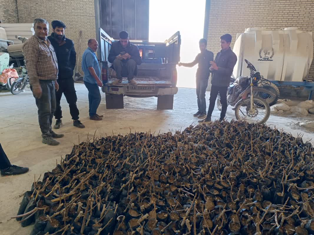 توزیع ۲۰۰۰ اصله نهال انجیر سبز استهبان در قالب طرح ترسیب کربن در روستاهای هدف