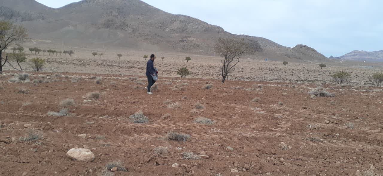 کشت و توسعه 42 هکتار آنغوزه تلخ در اراضی رها شده روستاهای محدوده طرح ترسیب کربن